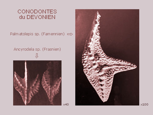 conodontes