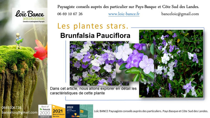 Paysagiste-Pays-Basque-Paysagiste-Landes-Brunfalsia-Pauciflora