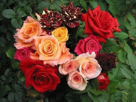 rose_bouquet_fleur_grand_serres_862948