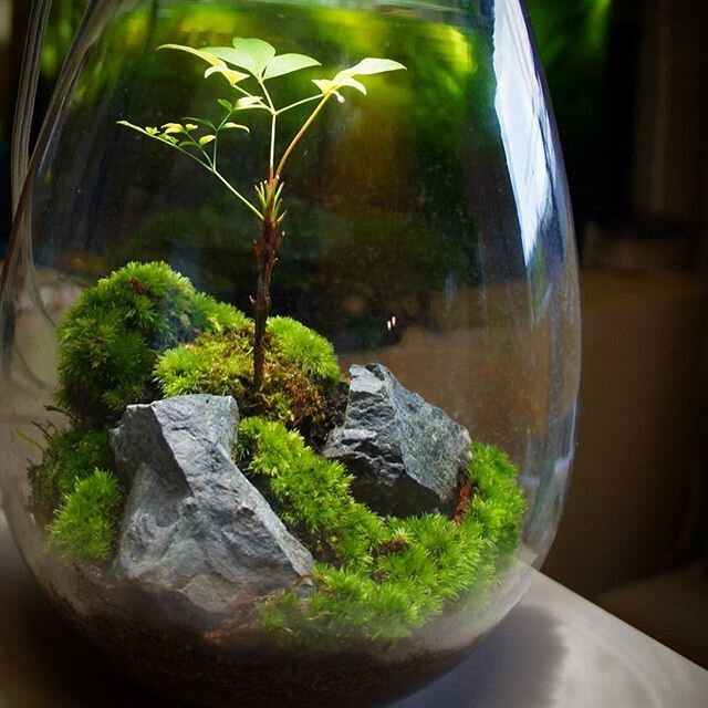 moss-terrarium-supplies-2-17-best-ideas-about-moss-terrarium-on-pinterest