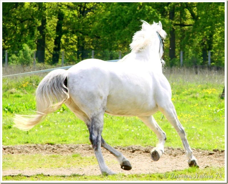 Dressage des chevaux 19 