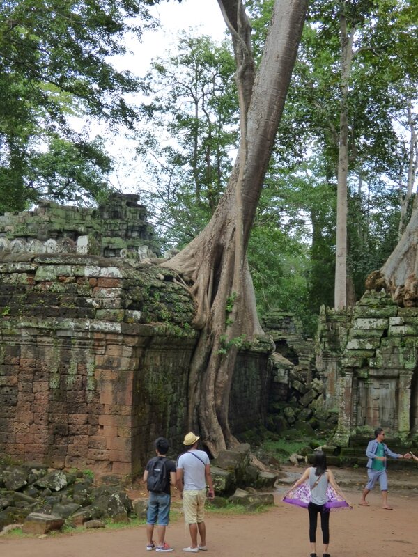 cambodge mamou novembre 2013 764