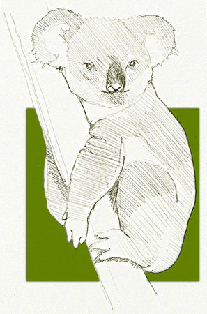 Koala2_copie