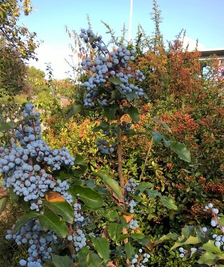 26 août 2017 jardin 1