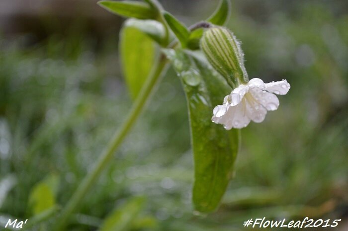 151013_1_flowleaf2015