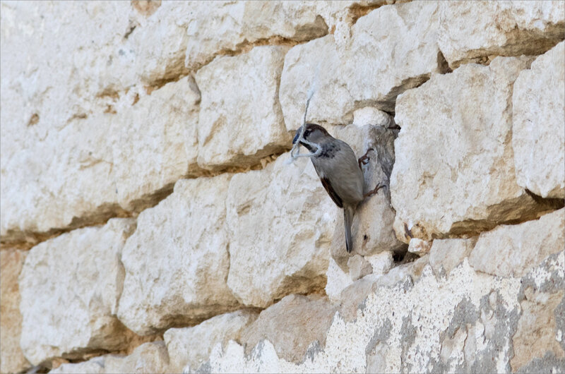 Oiseau moineau mur ficelle ville 040420 4