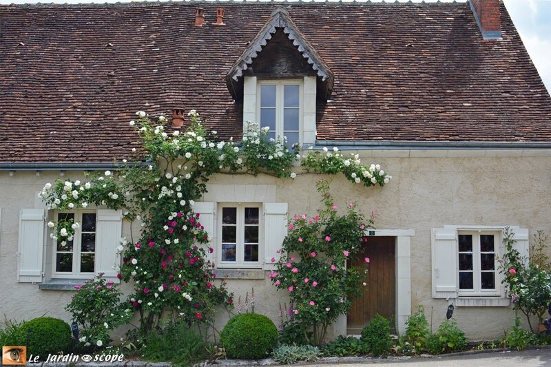 Chédigny, le village de roses