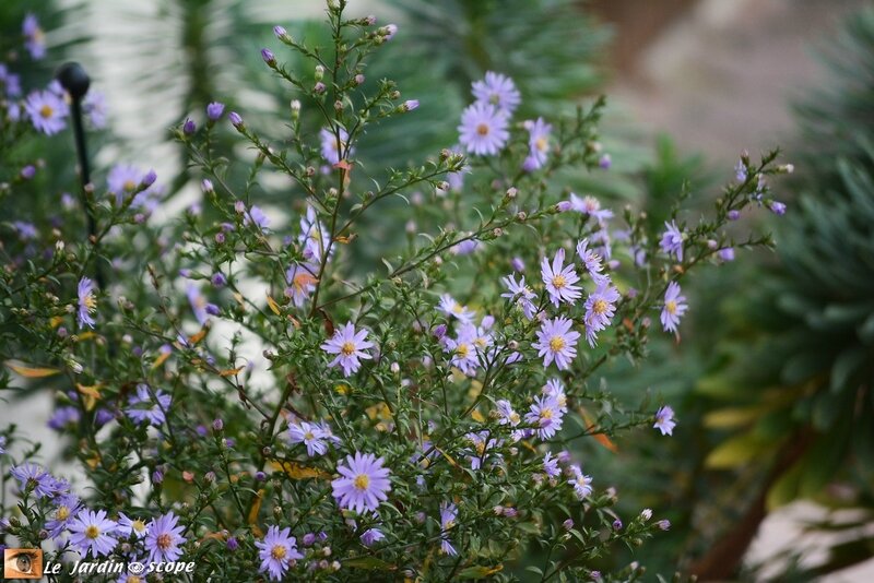 Aster-cordifolius-Blue-Heaven-1