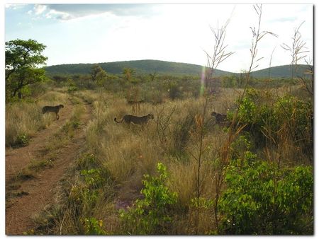 twyfelfontein-cheetacamp (137)