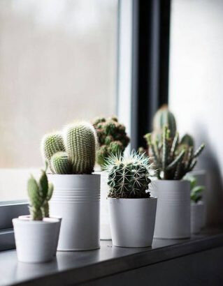 cactus-xxs-accumules-sur-un-rebord-de-fenetre-319x410