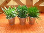 3_plantes