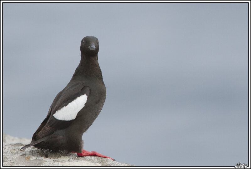 Guillemot à miroir