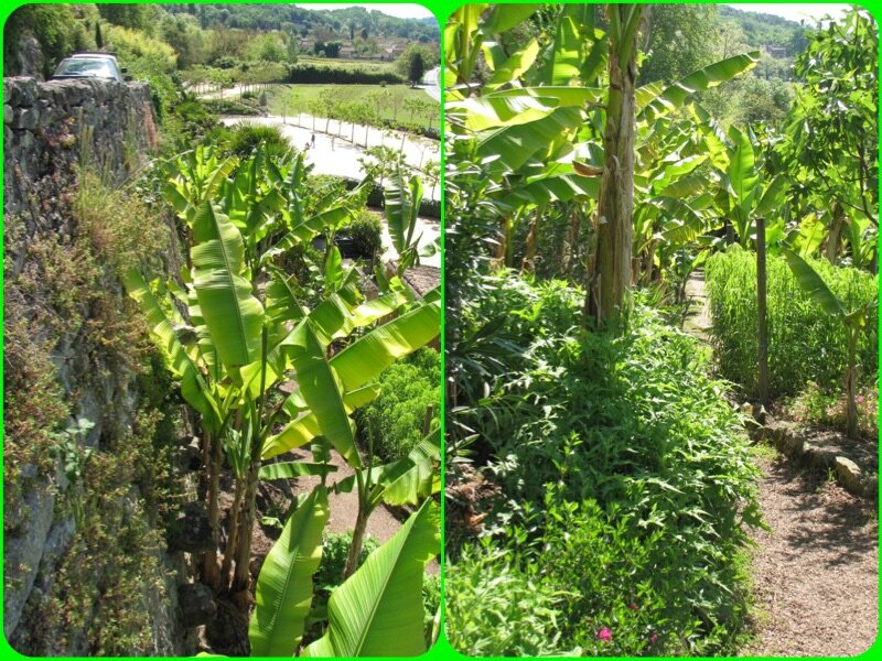 jardind1