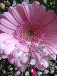 GERBERA_1