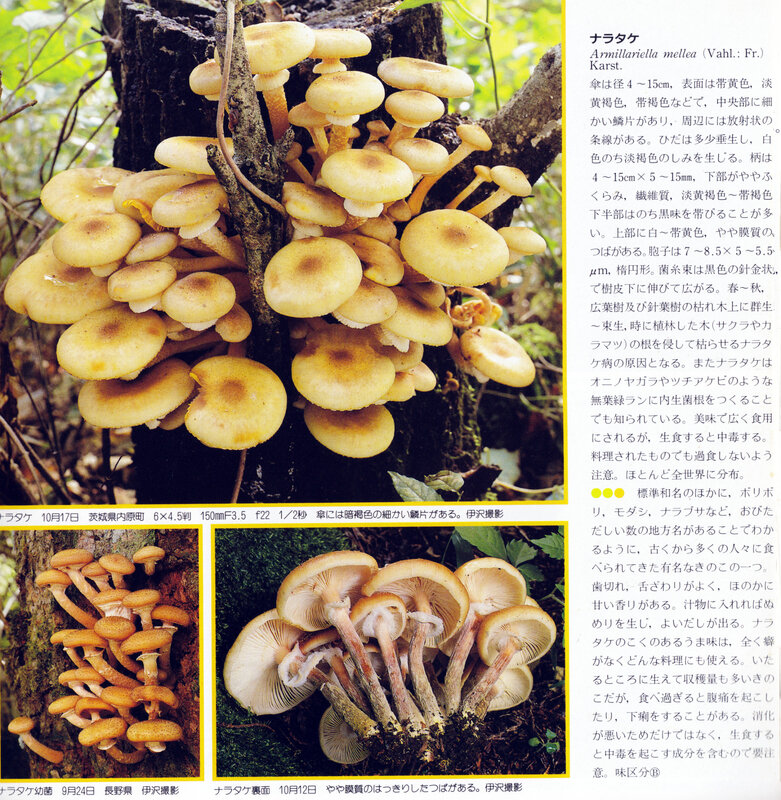 IOH p 95 Armilllaria mellea Izawa