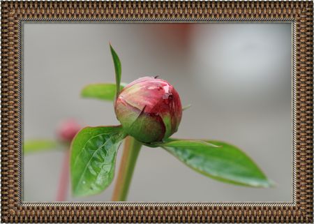 IMG_2625copie