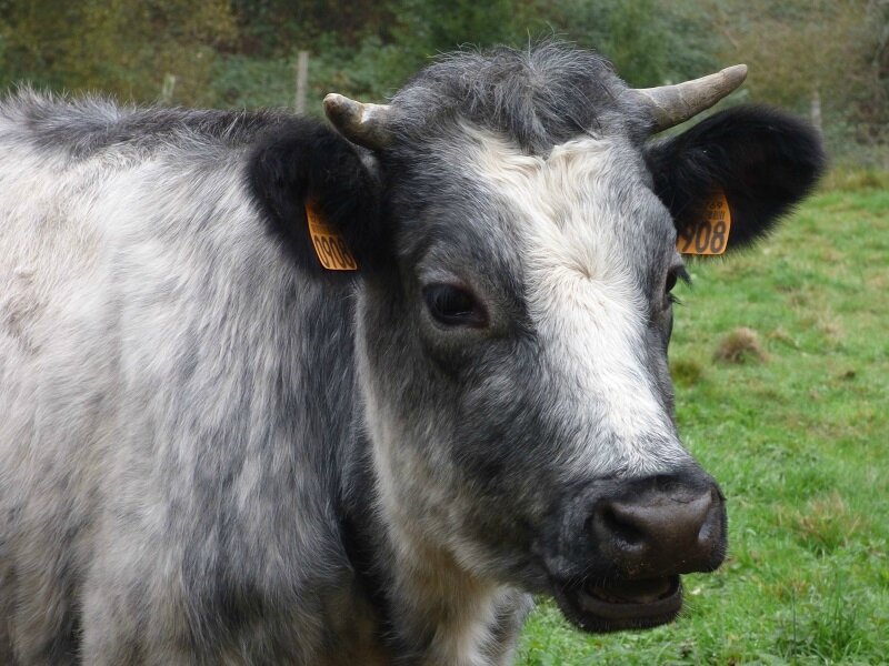 auvézere 4 la vache