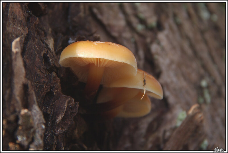 champignons