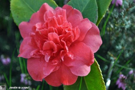 Camellia Japonica Crimson Glory