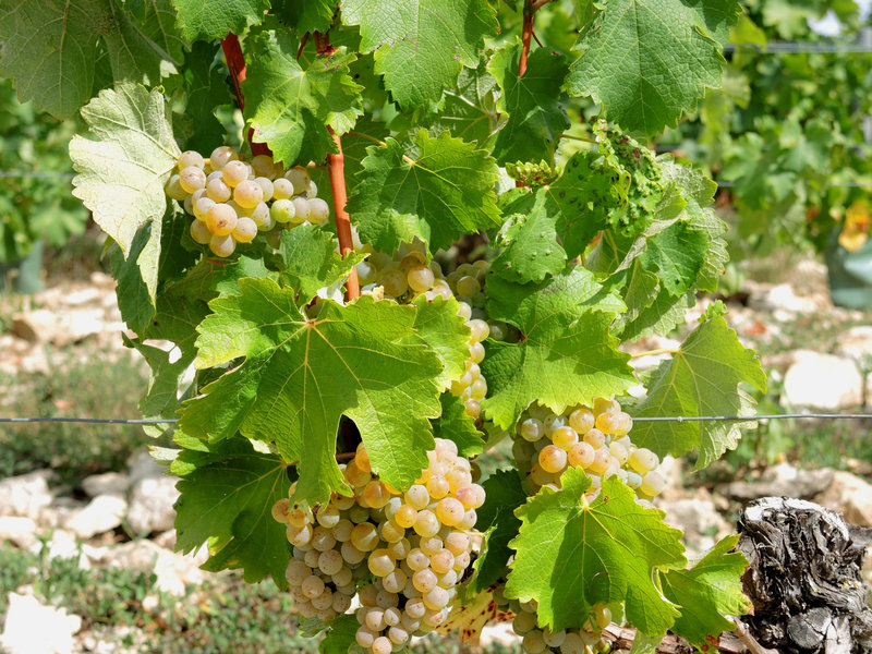 Pouilly-sur-Loire, De Loire en vignes, Les grands champs, raisin (58)