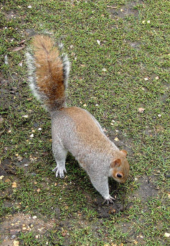 Ecureuil Londres