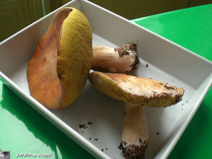 Cèpe de Bordeaux • Boletus edulis