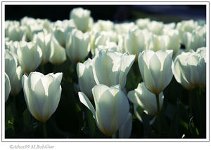 tulipe_3