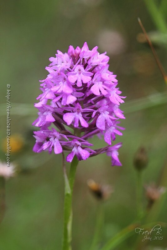 Anacamptis pyramidalis