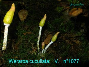 Weraroa cucullata n°1077