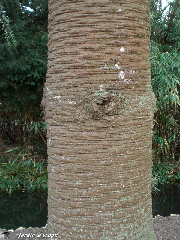 Araucaria araucana • Désespoir des singes • F. des Araucariaceae