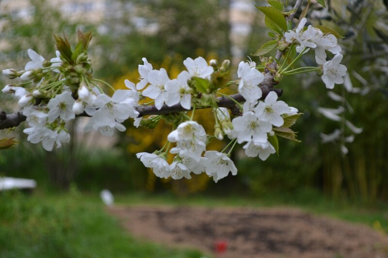 Cerisier en fleurs ...