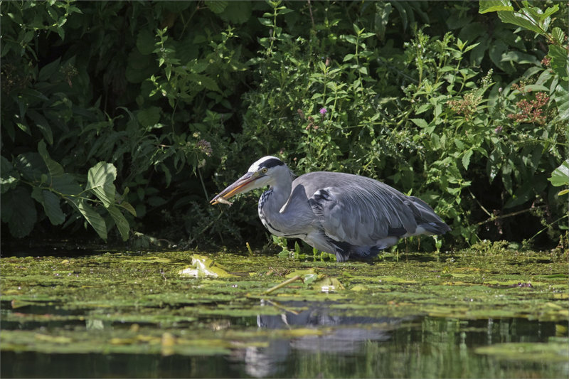 Oiseau héron poisson 1 070821