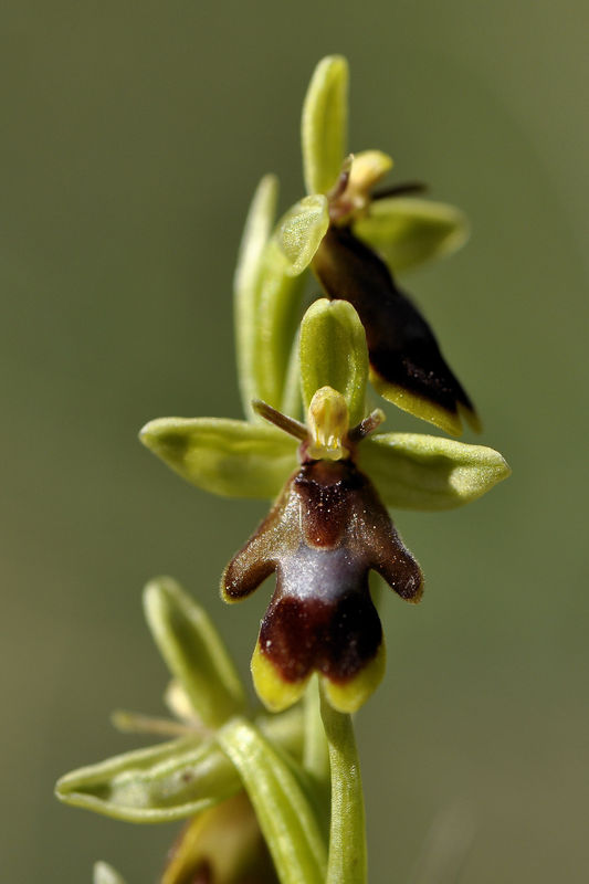 _DSC0448_Ophrys_aymoninii_x_insectifera