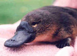 platypus_3