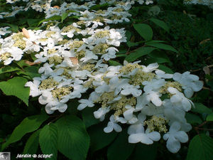 Viburnum plicatum Mariesii en fleurs