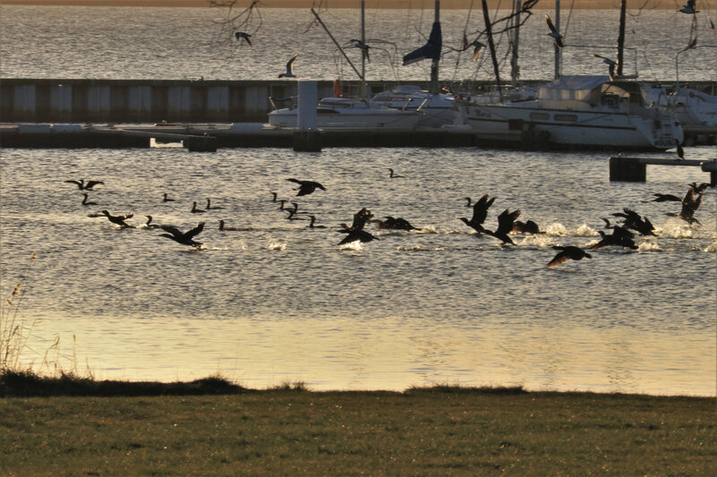 IMG_1984 - Copie