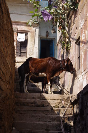 Vache_dans_escaliers