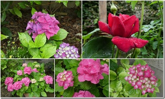 bouquets divers cour et jardin3