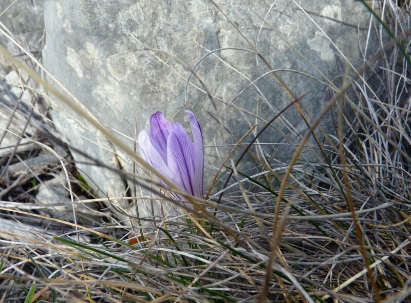 P1090269 - Copie