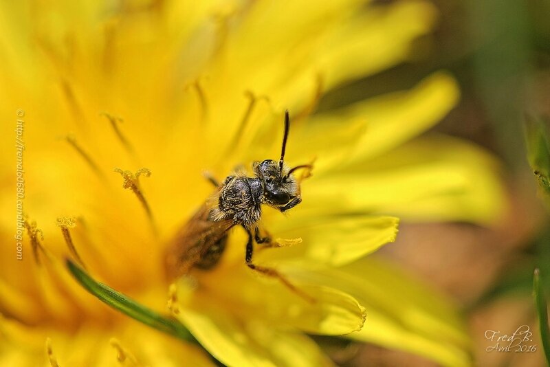 Andrena sp