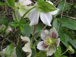 hellebore