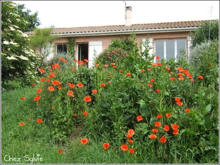 Coquelicots_21_05_09