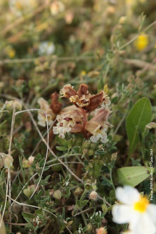 Photos JMP©Koufra 12 - Le Mas - blog - 2015-06-03- 00052