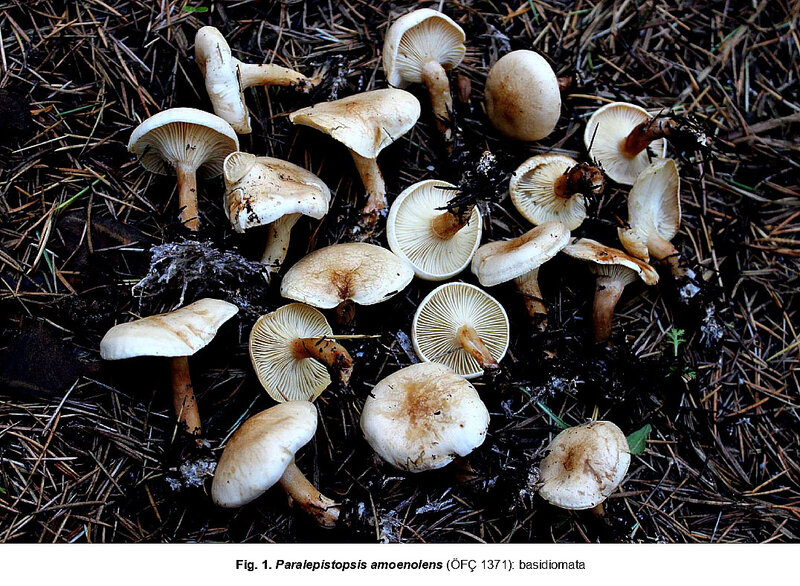 Paralepistopsis amoenolens Turquie 2017 3