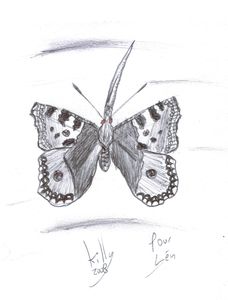 Papilloncorne5