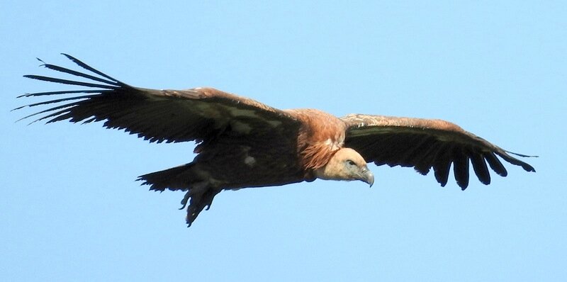 vulture flight 1-001