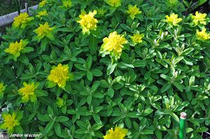 Euphorbia-polychroma-2