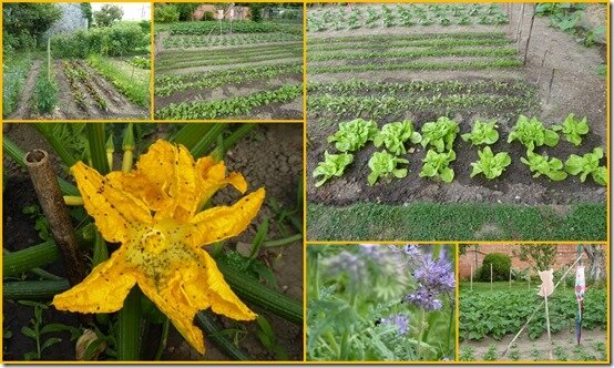jardin 20 juin 20202