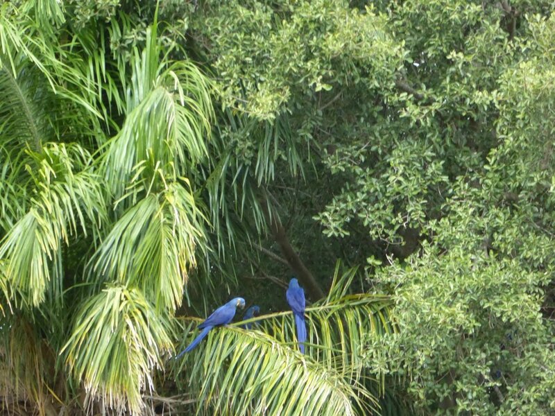 2016-05-17_Pantanal jour 3 (35) (LQ)