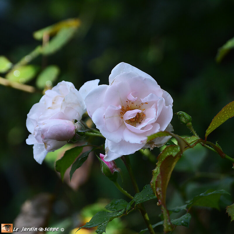 PAT_1318